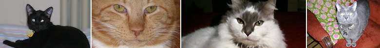 Your Cat's Companion
