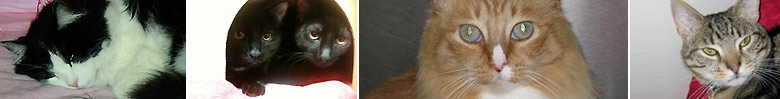 Your Cat's Companion