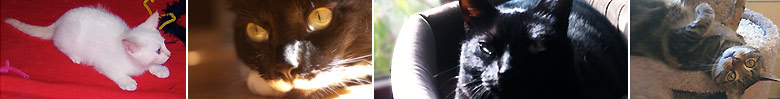 Your Cat's Companion